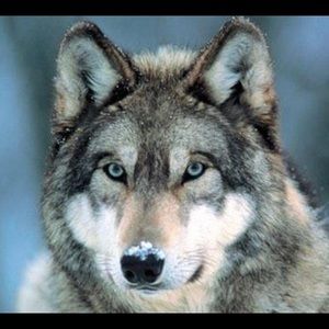 Meet your Posher, Ash